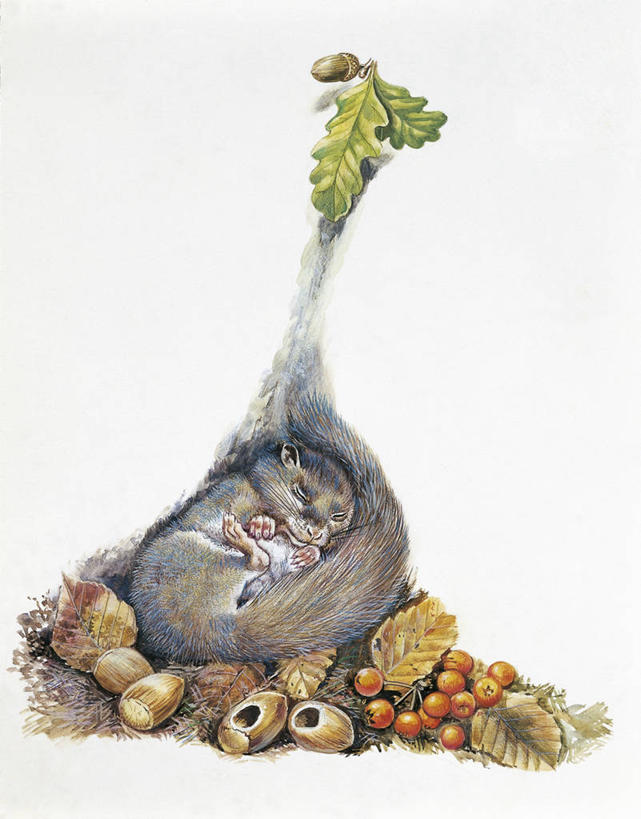 无人,竖图,插画,室外,白色背景,数码,科技,哺乳动物,野生动物,浆果,叶子,阴影,科学,网络,尾巴,种子,高光,几何,计算机图形,合成,图画,画,白色,自然,动物,休息,环境,电脑合成图,数码合成图,生物学,合成图,橡树果,漫画,写实,具体,具象,橡树叶,榛睡鼠,睡觉,彩图,动物学