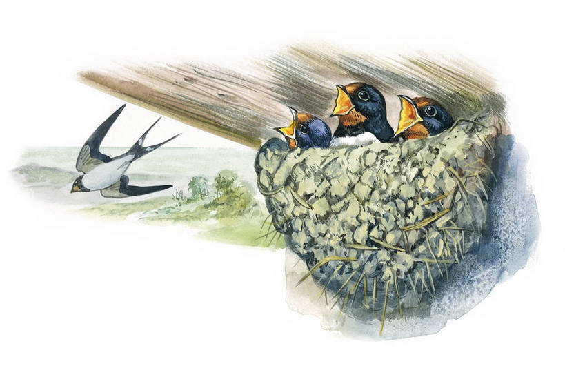 无人,横图,插画,室外,白色背景,数码,科技,野生动物,燕子,四只,阴影,科学,网络,翅膀,鸟类,鸟巢,高光,几何,计算机图形,合成,图画,飞,画,树,白色,自然,栖息,环境,电脑合成图,数码合成图,生物学,合成图,漫画,喙,写实,具体,具象,家燕,彩图,动物学