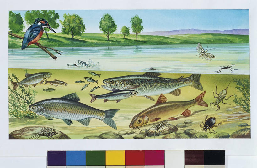 无人,横图,插画,室外,侧面,数码,科技,河流,水,野生动物,阴影,科学,网络,流水,高光,几何,计算机图形,合成,图画,鱼类,画,自然,淡水鱼,环境,电脑合成图,数码合成图,生物学,合成图,漫画,写实,具体,具象,彩图,动物学,淡水