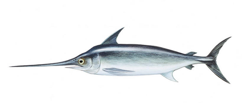 无人,横图,全景,插画,白色背景,数码,科技,野生动物,阴影,科学,网络,鱼,高光,几何,计算机图形,合成,图画,鱼类,画,白色,自然,动物,鲈鱼,环境,电脑合成图,数码合成图,生物学,合成图,漫画,旗鱼,写实,具体,具象,花鲈,鲈板,鲈子鱼,彩图,动物学