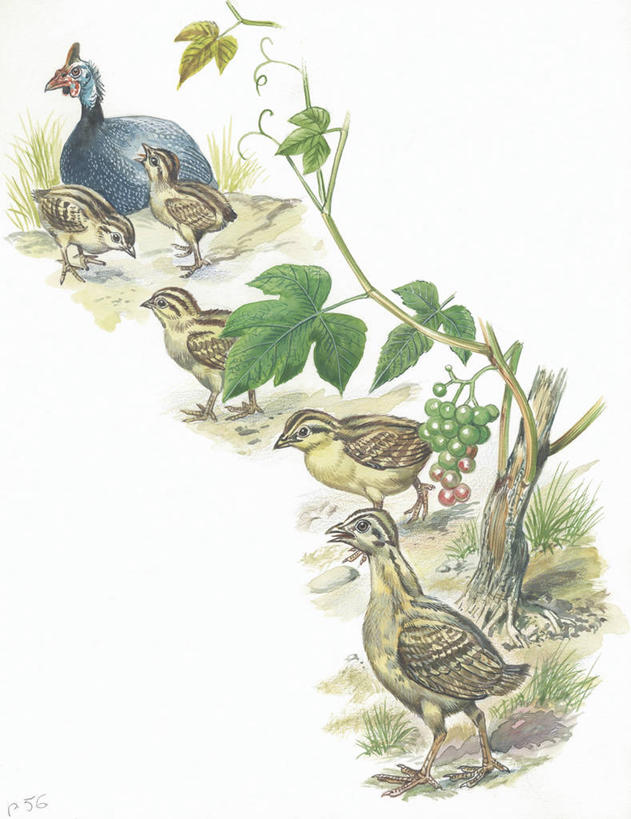 无人,竖图,插画,室外,白色背景,数码,科技,植物,鸟,野生动物,浆果,叶子,阴影,科学,网络,鸟类,种子,高光,几何,计算机图形,合成,图画,画,白色,自然,动物,环境,电脑合成图,数码合成图,生物学,合成图,漫画,珍珠鸡,写实,具体,具象,鹫珠鸡,步行,彩图,鸡形目,动物学