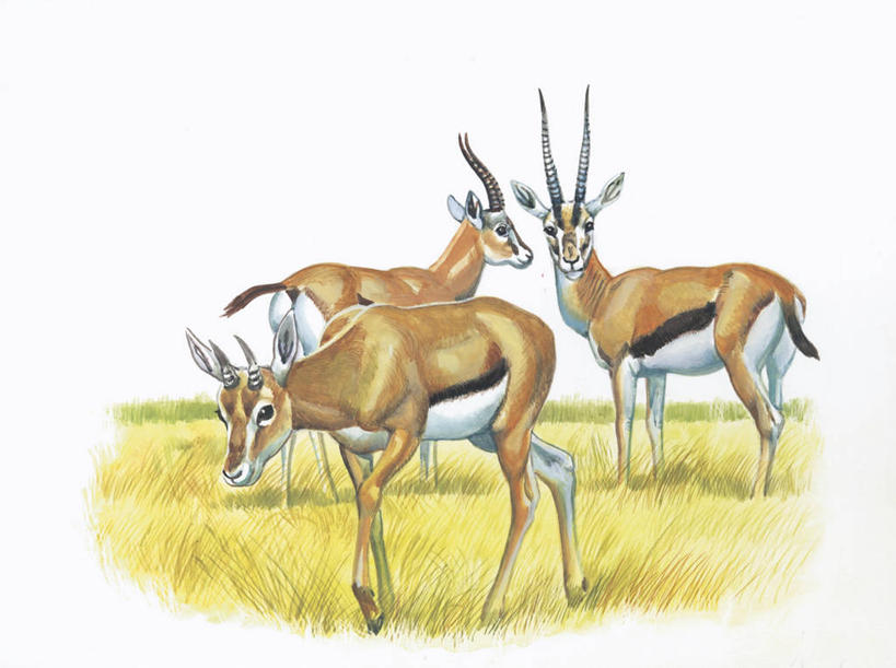 无人,站,横图,插画,室外,白色背景,数码,科技,草原,哺乳动物,野生动物,三只,阴影,科学,网络,羚羊,高光,几何,计算机图形,合成,图画,画,草,白色,自然,动物,环境,电脑合成图,数码合成图,生物学,合成图,漫画,偶蹄目,瞪羚,汤姆森瞪羚,写实,具体,具象,彩图,动物学