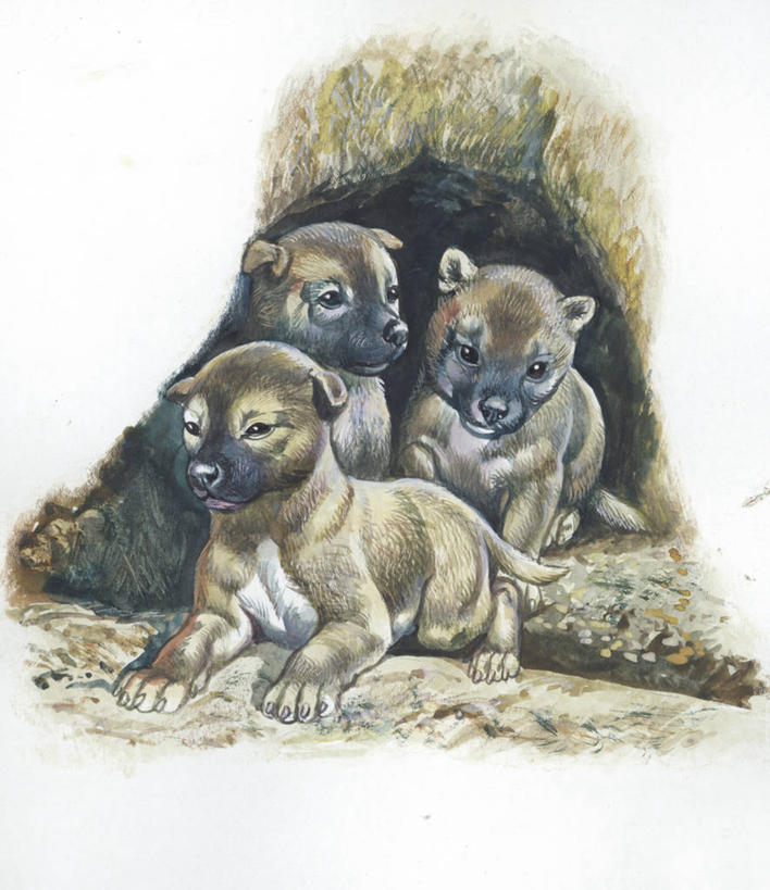 无人,竖图,插画,数码,科技,哺乳动物,野生动物,阴影,科学,网络,高光,几何,计算机图形,合成,图画,画,动物,电脑合成图,数码合成图,生物学,合成图,野狗,漫画,写实,具体,具象,澳洲野狗,彩图,动物学