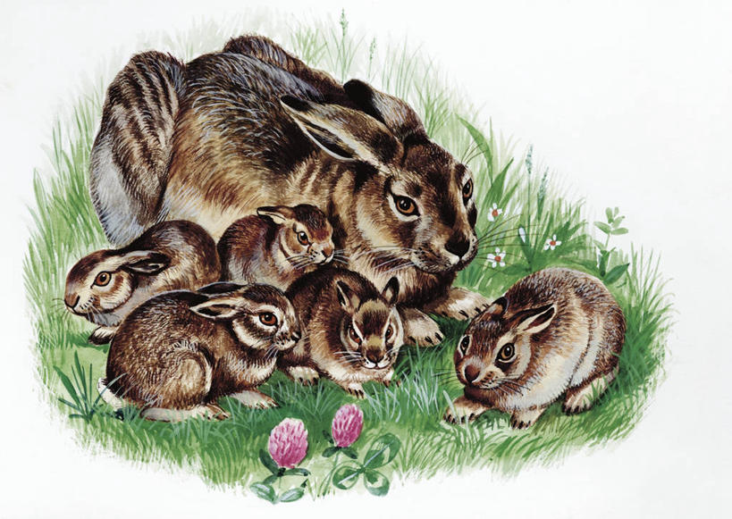 无人,横图,插画,室外,白色背景,数码,科技,哺乳动物,野生动物,阴影,科学,网络,兔子,高光,几何,计算机图形,合成,图画,画,草,白色,自然,动物,兔,环境,电脑合成图,数码合成图,生物学,合成图,野兔,漫画,写实,具体,具象,彩图,动物学