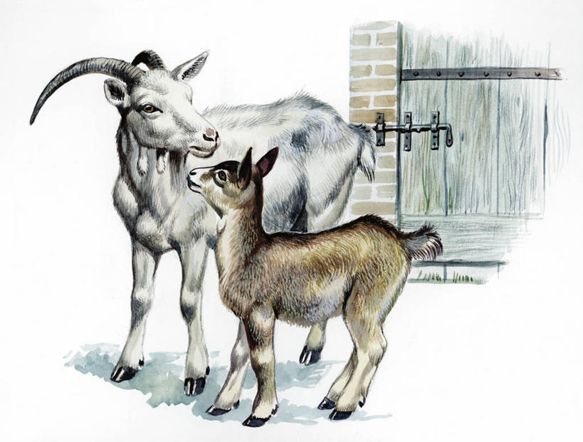 无人,农场,站,横图,插画,室外,白色背景,数码,科技,哺乳动物,野生动物,阴影,科学,网络,高光,几何,计算机图形,合成,图画,画,白色,自然,动物,两只,环境,电脑合成图,数码合成图,生物学,合成图,漫画,偶蹄目,写实,具体,具象,家山羊,山羊,彩图,动物学