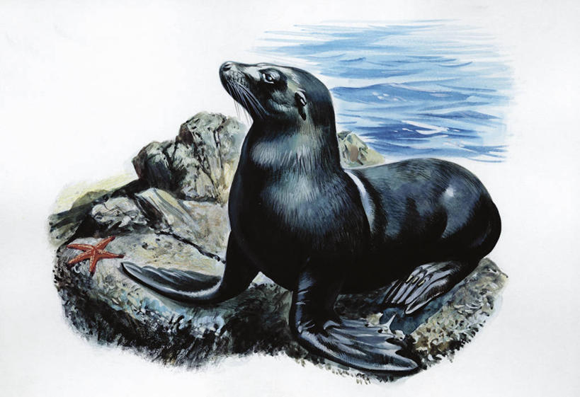 无人,横图,插画,室外,白色背景,数码,科技,海洋,水,哺乳动物,海狮,野生动物,阴影,科学,网络,高光,几何,计算机图形,合成,图画,画,白色,自然,动物,环境,电脑合成图,数码合成图,生物学,合成图,漫画,写实,具体,具象,加州海狮,岩石,彩图,动物学