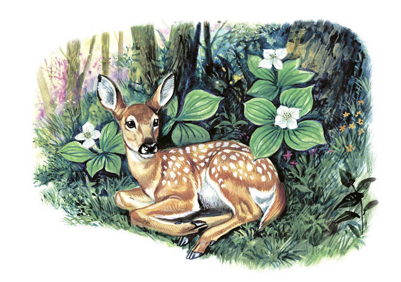 无人,躺,横图,插画,室外,白天,白色背景,数码,科技,森林,植物,哺乳动物,鹿,野生动物,叶子,阴影,科学,网络,高光,几何,计算机图形,合成,图画,画,树,白色,自然,动物,可爱,活泼,环境,电脑合成图,数码合成图,生物学,合成图,白尾鹿,漫画,偶蹄目,写实,具体,具象,彩图,动物学