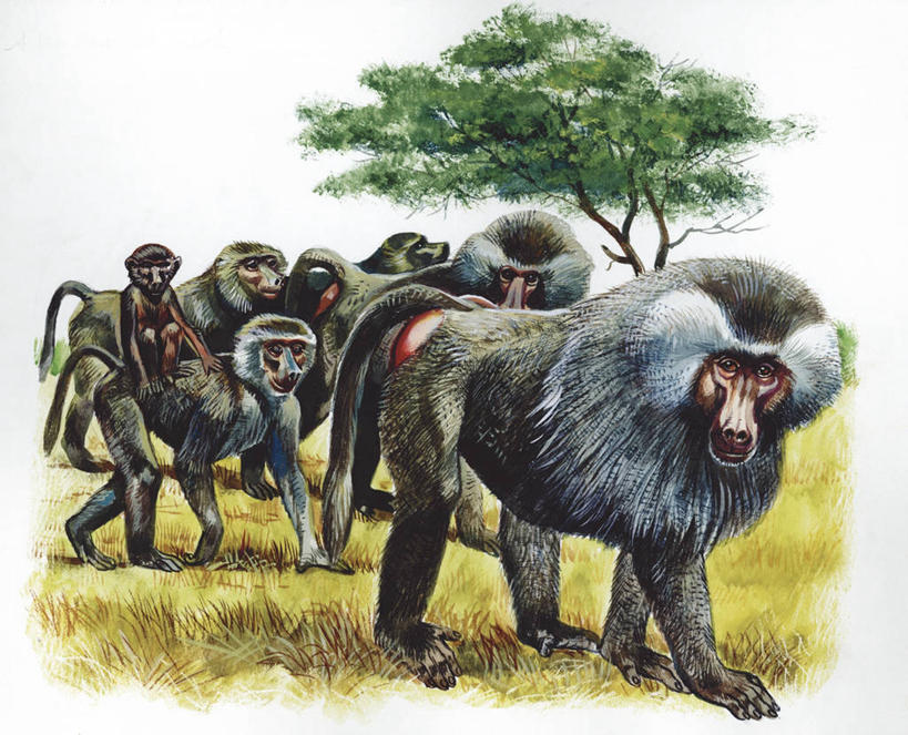 无人,横图,插画,室外,白天,白色背景,数码,科技,哺乳动物,野生动物,猴子,阴影,科学,网络,狒狒,高光,几何,计算机图形,合成,图画,画,白色,自然,动物,环境,电脑合成图,数码合成图,生物学,合成图,漫画,灵长目,写实,具体,具象,阿拉伯狒狒,步行,彩图,动物学