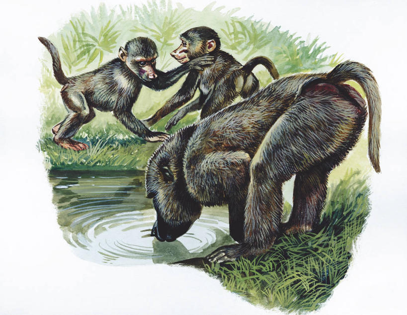 无人,横图,插画,室外,白天,白色背景,数码,科技,湖,水,哺乳动物,野生动物,猴子,三只,喝,阴影,科学,网络,狒狒,高光,几何,计算机图形,合成,图画,画,白色,自然,动物,可爱,活泼,环境,电脑合成图,数码合成图,生物学,合成图,漫画,灵长目,写实,具体,具象,东非狒狒,橄榄狒狒,绿狒狒,水坑,彩图,黄狒狒,动物学