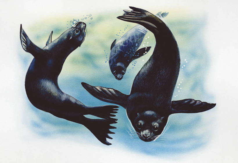 游泳,无人,横图,插画,室外,白天,白色背景,数码,科技,水下,海洋,水,哺乳动物,海狮,野生动物,三只,阴影,科学,网络,高光,几何,计算机图形,合成,图画,画,白色,自然,动物,环境,电脑合成图,数码合成图,生物学,合成图,漫画,写实,具体,具象,加州海狮,彩图,动物学