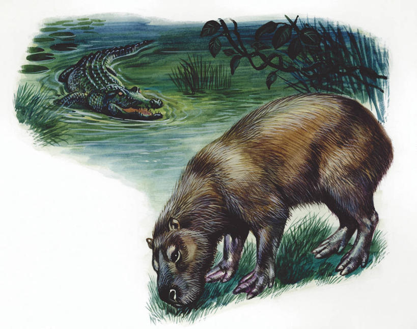 无人,吃,横图,插画,室外,夜晚,白色背景,数码,科技,河流,哺乳动物,鳄鱼,野生动物,阴影,科学,网络,捕食,流水,高光,几何,计算机图形,合成,图画,画,草,白色,自然,动物,两只,环境,电脑合成图,数码合成图,生物学,合成图,漫画,水豚,写实,具体,具象,危险,彩图,动物学