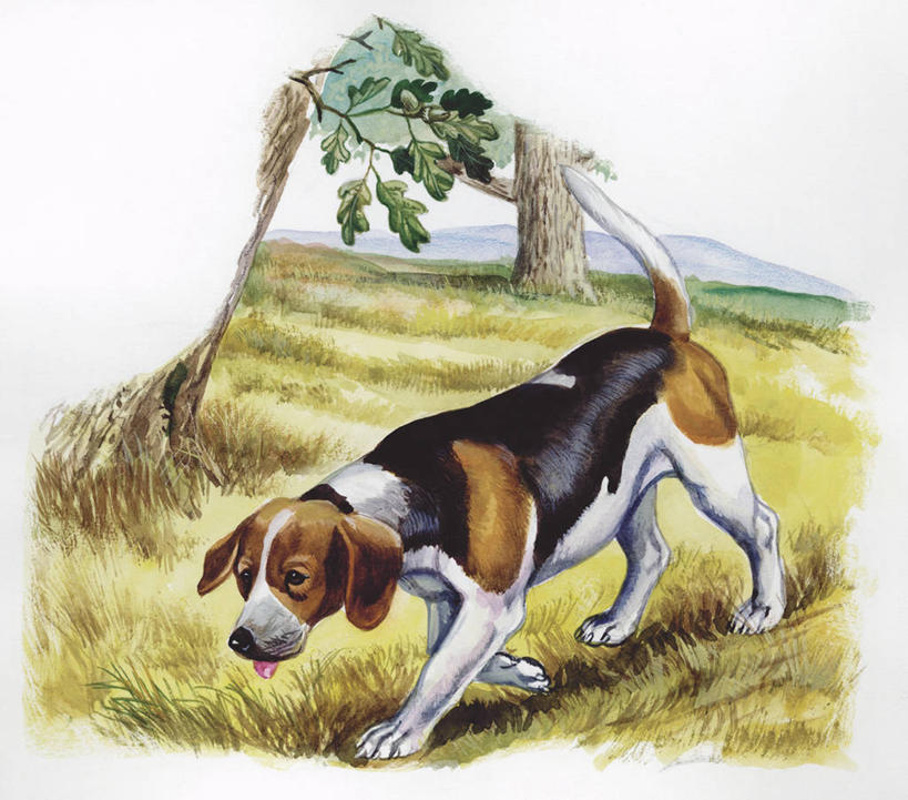 无人,横图,插画,室外,白天,白色背景,数码,科技,哺乳动物,狗,野生动物,阴影,科学,网络,猎犬,高光,几何,计算机图形,合成,图画,画,白色,自然,动物,家畜,环境,电脑合成图,数码合成图,生物学,合成图,漫画,写实,具体,具象,步行,彩图,小猎犬,动物学,纯种犬