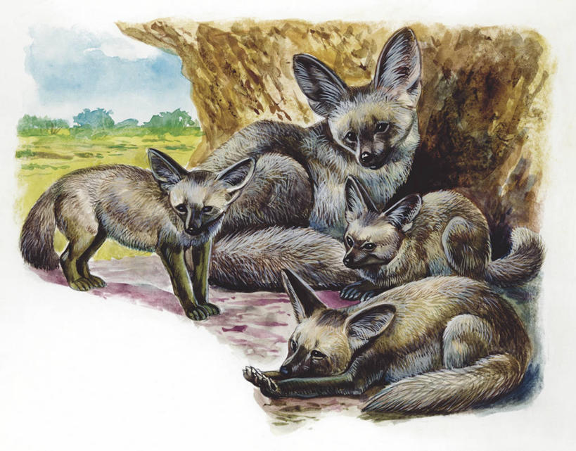 无人,躺,横图,插画,室外,白天,白色背景,数码,科技,哺乳动物,狐狸,野生动物,四只,阴影,科学,网络,高光,几何,计算机图形,合成,图画,画,白色,自然,动物,环境,电脑合成图,数码合成图,生物学,合成图,漫画,写实,具体,具象,蝠耳狐,彩图,动物学