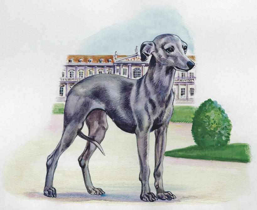 无人,站,横图,插画,室外,白天,白色背景,数码,科技,哺乳动物,狗,野生动物,阴影,科学,网络,高光,几何,计算机图形,合成,图画,画,白色,动物,园林,电脑合成图,数码合成图,生物学,优美,合成图,华贵,豪宅,漫画,灰猎犬,写实,具体,具象,彩图,动物学,纯种犬