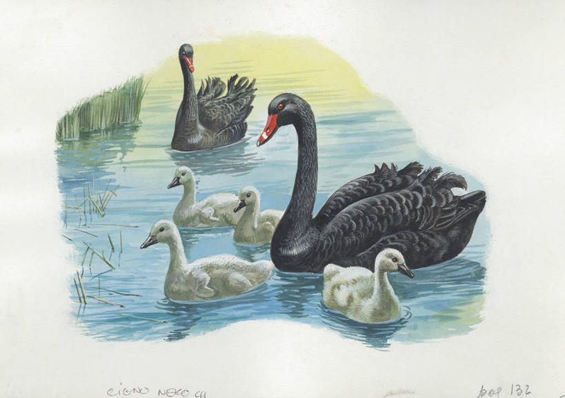 无人,横图,插画,室外,白天,白色背景,数码,科技,湖,野生动物,天鹅,阴影,科学,网络,鸟类,高光,几何,计算机图形,合成,图画,画,白色,自然,动物,环境,电脑合成图,数码合成图,生物学,鹳,合成图,白鹳,漫画,写实,具体,具象,黑天鹅,彩图,动物学