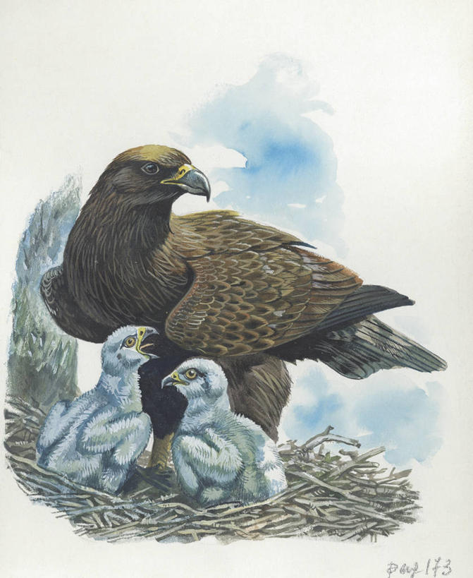 无人,竖图,插画,室外,白天,白色背景,数码,科技,野生动物,鹰,三只,阴影,科学,网络,鸟类,鸟巢,高光,几何,计算机图形,合成,图画,画,白色,自然,动物,环境,电脑合成图,数码合成图,生物学,合成图,漫画,金雕,写实,具体,具象,彩图,动物学