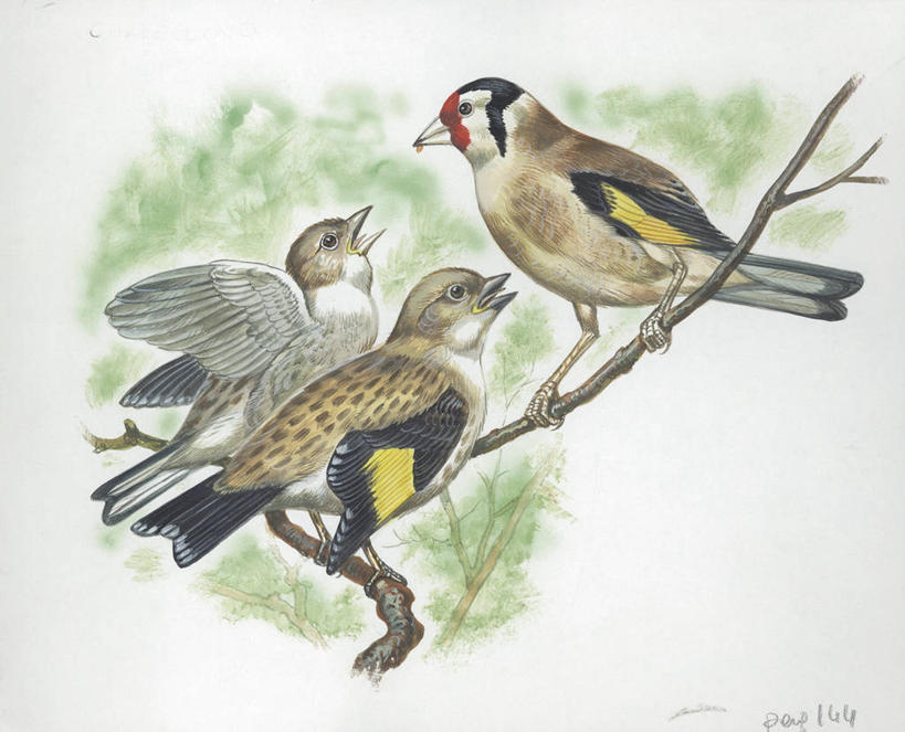 无人,横图,插画,室外,白天,白色背景,数码,科技,野生动物,三只,阴影,科学,网络,鸟类,枝,高光,几何,计算机图形,合成,图画,画,白色,自然,动物,栖息,环境,电脑合成图,数码合成图,生物学,合成图,漫画,金翅雀,写实,具体,具象,喂养,彩图,动物学