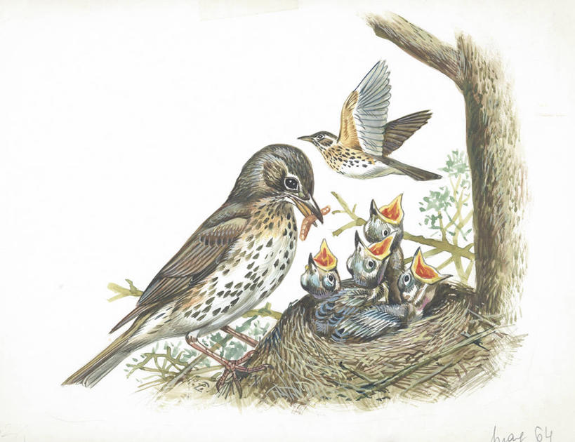 无人,横图,插画,室外,白天,白色背景,数码,科技,野生动物,阴影,科学,网络,画眉,鸟类,鸟巢,高光,几何,计算机图形,合成,图画,画,白色,自然,动物,环境,电脑合成图,数码合成图,生物学,合成图,漫画,写实,具体,具象,喂养,彩图,动物学