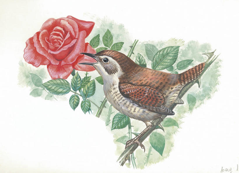 无人,横图,插画,室外,白天,白色背景,侧面,数码,科技,野生动物,阴影,科学,网络,鸟类,枝,高光,几何,计算机图形,合成,图画,画,白色,自然,动物,栖息,环境,电脑合成图,数码合成图,生物学,合成图,漫画,写实,具体,具象,鹪鹩,野玫瑰,彩图,动物学