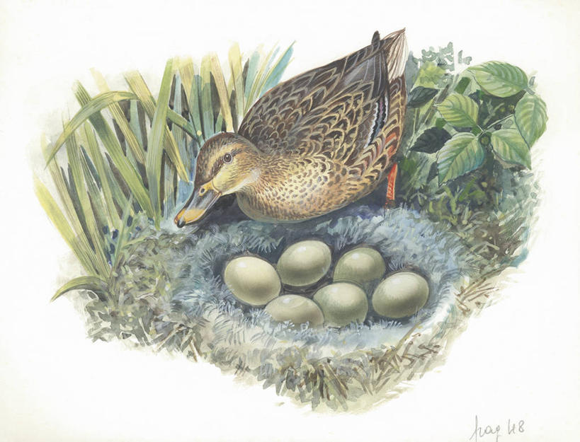 无人,横图,插画,室外,白天,白色背景,数码,科技,野生动物,叶子,阴影,科学,网络,鸟类,鸭子,鸟巢,高光,几何,计算机图形,合成,图画,画,白色,自然,动物,环境,电脑合成图,数码合成图,生物学,合成图,漫画,野鸭,写实,具体,具象,卵,彩图,动物学,好奇心