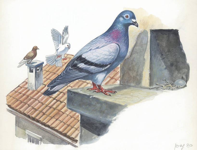 无人,横图,插画,室外,白天,白色背景,侧面,数码,科技,鸽子,野生动物,三只,阴影,科学,网络,鸟类,鸟巢,房屋,屋顶,城镇,高光,几何,计算机图形,合成,图画,画,白色,自然,动物,环境,电脑合成图,数码合成图,生物学,住房,合成图,漫画,写实,具体,具象,原鸽,彩图,动物学