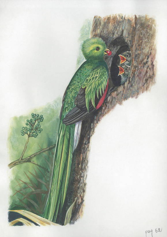 无人,竖图,插画,室外,白天,白色背景,侧面,数码,科技,鸟,野生动物,三只,阴影,科学,网络,鸟类,鸟巢,洞,高光,几何,计算机图形,合成,图画,画,树干,白色,自然,动物,环境,电脑合成图,数码合成图,生物学,合成图,漫画,写实,具体,具象,绿咬鹃,喂养,咬鹃,彩图,大咬鹃,动物学