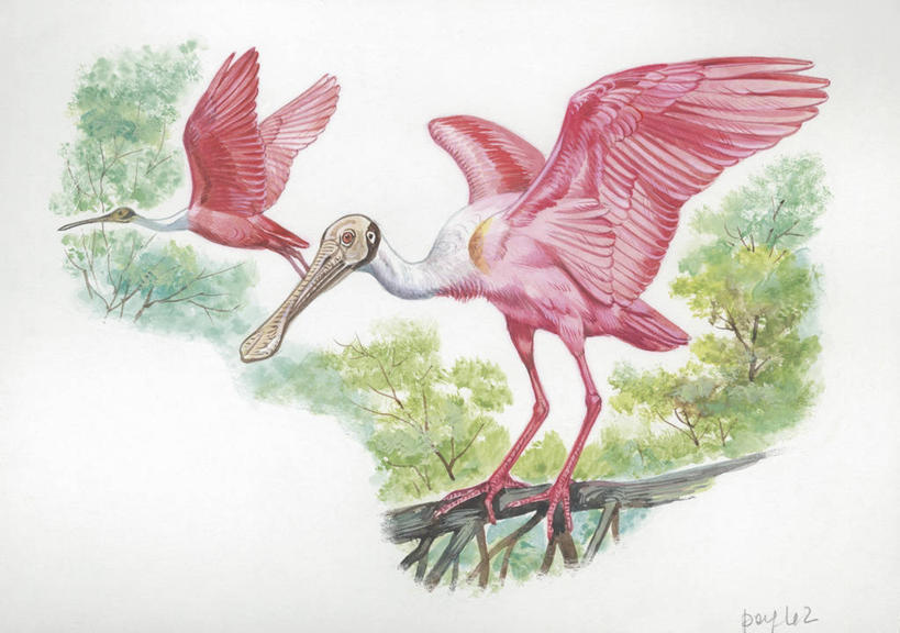 无人,横图,插画,室外,白天,白色背景,数码,科技,森林,鸟,野生动物,阴影,科学,网络,翅膀,鸟类,枝,高光,几何,计算机图形,合成,图画,画,树,白色,自然,动物,两只,环境,电脑合成图,数码合成图,生物学,合成图,漫画,琵鹭,写实,具体,具象,粉红琵鹭,玫瑰琵鹭,彩图,动物学