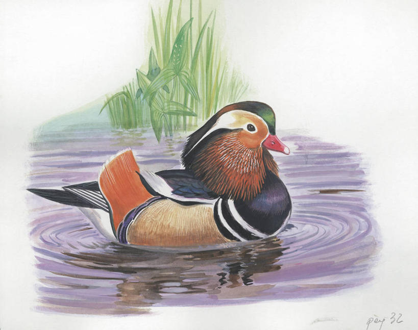 游泳,无人,横图,插画,室外,白天,白色背景,侧面,数码,科技,湖,野生动物,鸳鸯,阴影,科学,网络,鸟类,鸭子,高光,几何,计算机图形,合成,图画,画,白色,自然,动物,环境,电脑合成图,数码合成图,生物学,合成图,漫画,写实,具体,具象,彩图,动物学