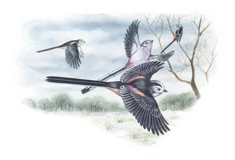 无人,横图,插画,室外,白天,旅游,度假,绘画,数码,科技,美景,野生动物,四只,阴影,艺术,科学,网络,长尾山雀,翅膀,山雀,地平线,景观,辽阔,枝,地面,高光,几何,计算机图形,古典,合成,图画,文化,娱乐,飞,画,树,天空,自然,工艺品,品味,享受,休闲,广阔,景色,放松,栖息,颜料,一望无际,环境,美术,电脑合成图,数码合成图,生物学,高雅,合成图,自然风光,延伸,漫画,天地相交,写实,具体,具象,美学,无边无际,一马平川,彩图,动物学