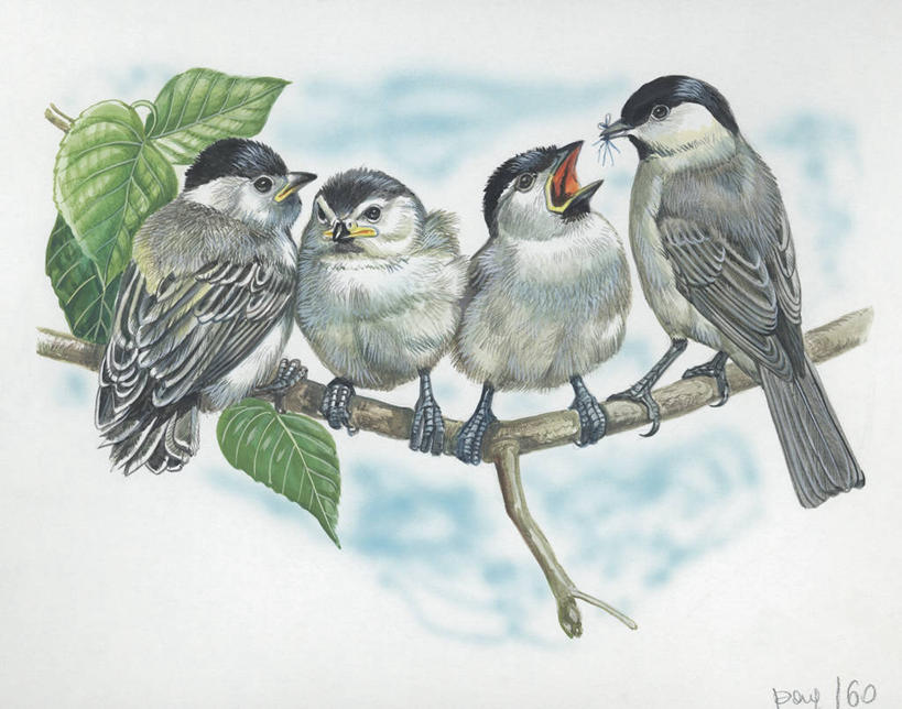 无人,横图,插画,室外,白天,绘画,数码,科技,野生动物,叶子,四只,一排,阴影,艺术,整齐,科学,网络,鸟类,山雀,枝,高光,几何,计算机图形,古典,合成,小鸟,图画,文化,画,排列,天空,自然,动物,工艺品,品味,栖息,颜料,环境,美术,电脑合成图,数码合成图,生物学,高雅,合成图,队列,漫画,写实,具体,具象,美学,嫩枝,喂养,彩图,动物学,沼泽山雀