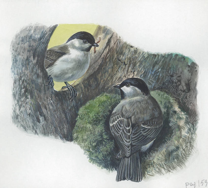 无人,横图,方图,插画,室外,白天,留白,绘画,数码,科技,野生动物,阴影,艺术,科学,网络,鸟类,鸟巢,洞,高光,几何,计算机图形,古典,合成,图画,文化,画,自然,动物,工艺品,品味,两只,栖息,颜料,协助,环境,美术,电脑合成图,数码合成图,生物学,高雅,合成图,漫画,蚯蚓,写实,具体,具象,美学,喂养,彩图,环节动物,动物学,沼泽山雀