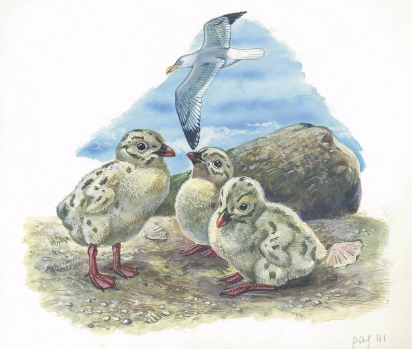 无人,站,坐,横图,方图,插画,室外,白天,旅游,度假,绘画,数码,科技,美景,海鸟,海鸥,野生动物,贝壳,四只,阴影,艺术,科学,网络,翅膀,景观,高光,几何,计算机图形,古典,合成,图画,文化,娱乐,飞,画,天空,自然,动物,工艺品,品味,享受,休闲,景色,放松,颜料,环境,美术,电脑合成图,数码合成图,生物学,高雅,合成图,自然风光,漫画,黑脊鸥,写实,具体,具象,美学,岩石,彩图,动物学