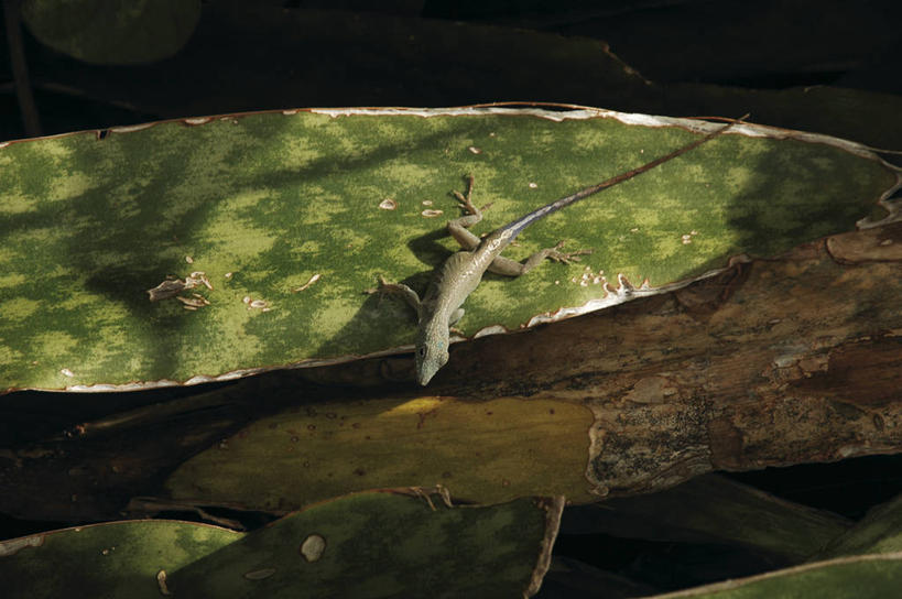 无人,横图,俯视,室外,白天,太阳,野生动物,蜥蜴,叶子,科学,树皮,自然,动物,摄影,环境,生物学,长岛,纽约州,百慕大,大西洋群岛,自然地理,彩图,高角度拍摄,动物学