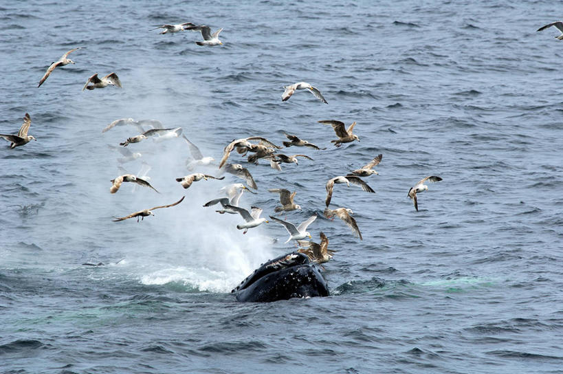 游泳,无人,横图,室外,白天,海洋,水,海鸟,海鸥,野生动物,美国,一群,许多,喷,飞溅,鸟类,流水,很多,飞,自然,摄影,鲸,部分,环境,生物学,北美,北美洲,吸气,美洲,马萨诸塞州,麻州,麻省,马萨诸塞,麻塞诸塞,老殖民地,海湾之州,北亚美利加洲,亚美利加洲,鲸类,驼背鲸,新英格兰,科德角,彩图,美利坚合众国,鳕鱼角,动物学