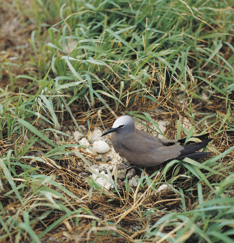无人,站,竖图,方图,室外,白天,野生动物,澳大利亚,科学,燕鸥,鸟巢,草,自然,动物,摄影,保护,环境,生物学,国家公园,昆士兰州,澳大拉西亚,卵,白顶玄鸥,彩图,动物学,郊野公园
