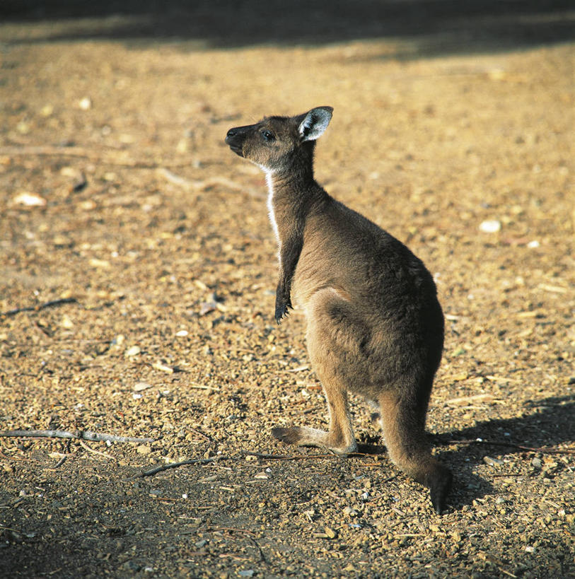 无人,站,竖图,方图,室外,白天,哺乳动物,袋鼠,野生动物,澳大利亚,阴影,科学,岛,泥土,褐色,自然,动物,摄影,环境,生物学,澳大拉西亚,灰袋鼠,袋鼠岛,南澳大利亚,彩图,动物学,西部灰袋鼠