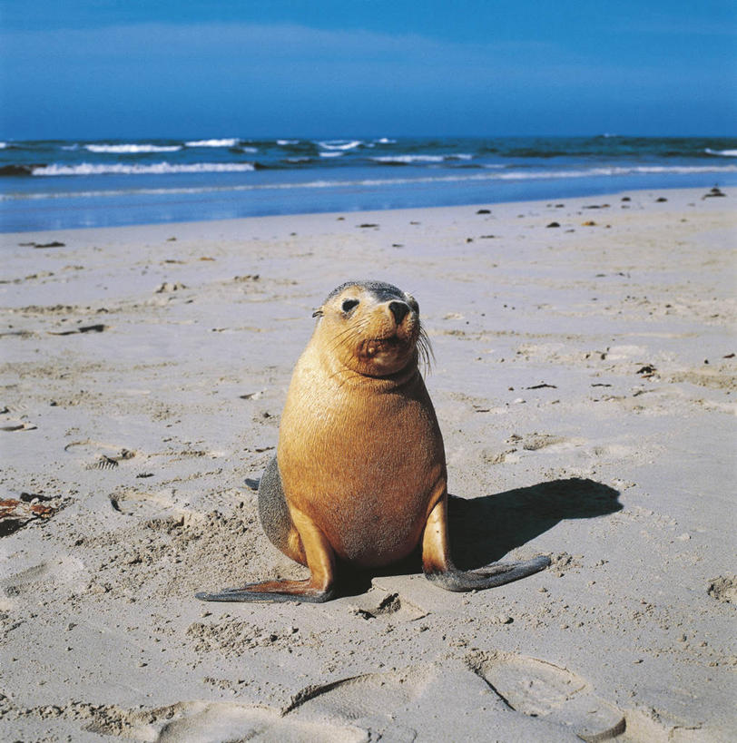 无人,竖图,方图,室外,白天,正面,海洋,水,哺乳动物,海豹,海狮,野生动物,澳大利亚,脚印,阴影,科学,捕食,沙子,地平线,水平线,痕迹,自然,动物,可爱,摄影,活泼,环境,生物学,大洋洲,将军,澳大拉西亚,袋鼠岛,南澳大利亚,澳海狮,澳洲海狮,自然地理,海滩,彩图,动物学