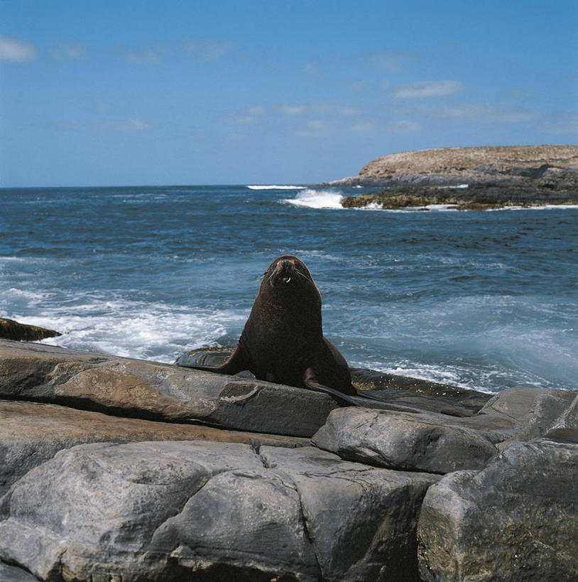 无人,竖图,方图,室外,白天,海浪,海洋,水,哺乳动物,海豹,海狮,野生动物,科学,捕食,地平线,水平线,悬崖,云,天空,自然,动物,摄影,环境,生物学,岩层,海熊,岩石,彩图,动物学