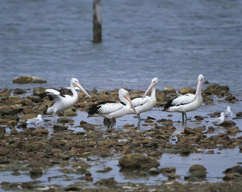 无人,横图,室外,白天,水,野生动物,澳大利亚,一排,涉水,整齐,科学,流水,排列,自然,摄影,环境,生物学,队列,大洋洲,将军,鹈鹕,澳大拉西亚,澳洲鹈鹕,袋鼠岛,南澳大利亚,自然地理,岩石,彩图,动物学
