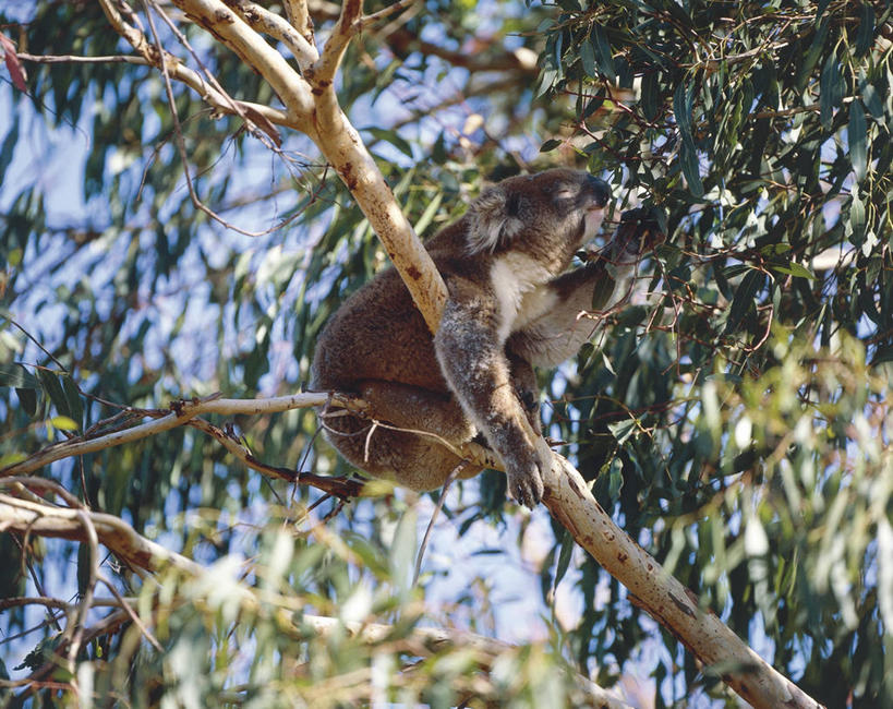 无人,吃,横图,室外,白天,哺乳动物,野生动物,叶子,澳大利亚,科学,枝,拿着,树,天空,自然,动物,握紧,摄影,环境,生物学,树袋熊,澳大拉西亚,桉树,袋鼠岛,南澳大利亚,彩图,动物学