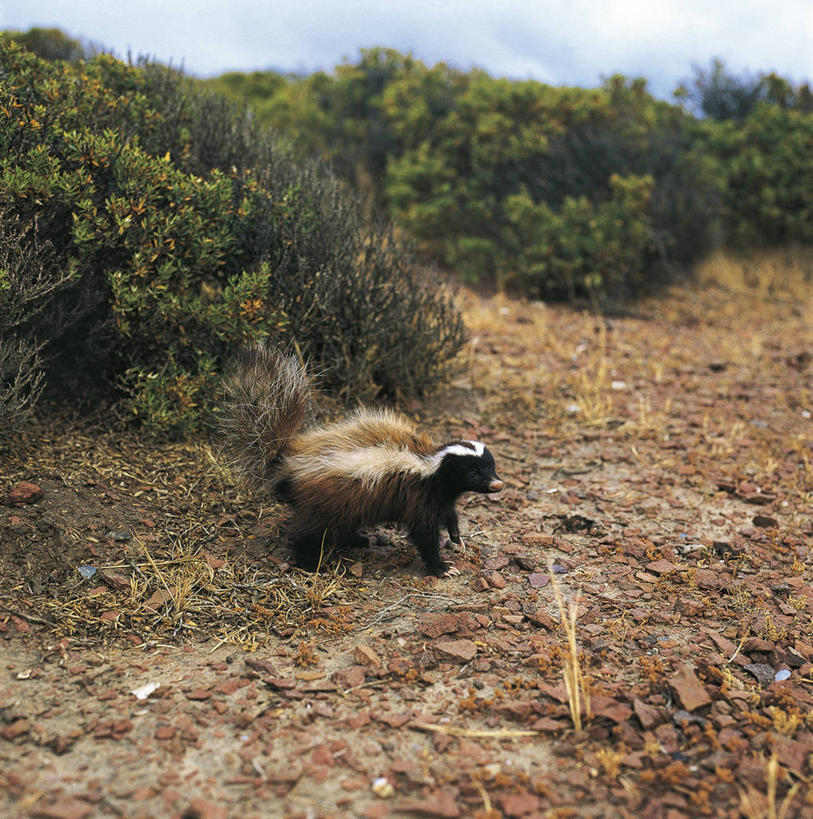 无人,竖图,方图,室外,白天,旅游,度假,美景,哺乳动物,野生动物,科学,景观,泥土,娱乐,天空,自然,动物,享受,休闲,景色,放松,摄影,环境,生物学,自然风光,臭鼬,步行,彩图,动物学