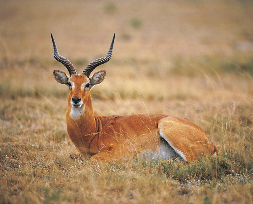 无人,坐,横图,室外,白天,哺乳动物,野生动物,非洲,科学,羚羊,草,自然,动物,看,休息,摄影,环境,生物学,国家公园,偶蹄目,扎伊尔,刚果民主共和国,彩图,动物学,郊野公园