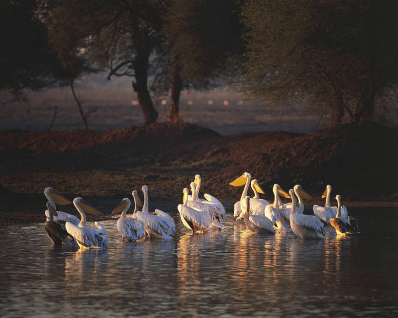 无人,横图,室外,水,海鸟,野生动物,印度,一群,许多,科学,鸟类,联合国,很多,树,自然,摄影,环境,生物学,国家公园,鹈鹕,拉贾斯坦邦,印度次大陆,美洲白鹈鹕,彩图,联合国教科文组织,动物学,郊野公园