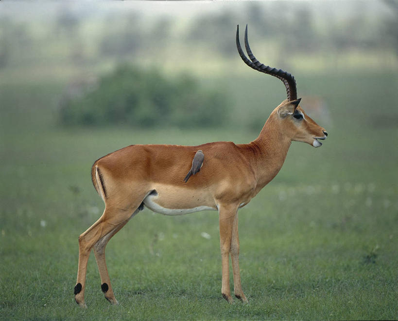 无人,横图,哺乳动物,野生动物,科学,羚羊,动物,摄影,生物学,偶蹄目,黑斑羚,彩图,动物学