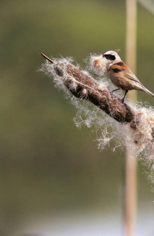 无人,竖图,室外,白天,芦苇,野生动物,科学,鸟类,山雀,自然,动物,摄影,栖息,环境,生物学,彩图,动物学