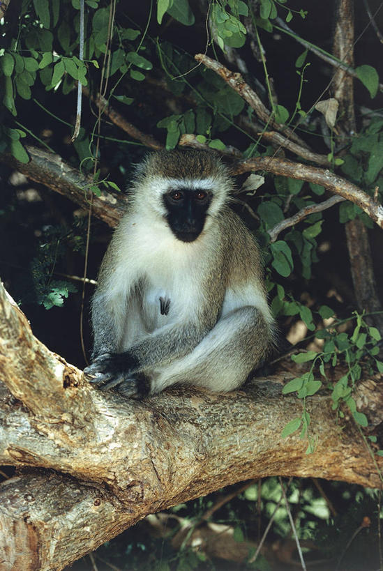 无人,坐,竖图,室外,白天,哺乳动物,野生动物,猴子,叶子,科学,枝,树,树干,自然,动物,摄影,环境,生物学,灵长目,长尾猴,彩图,动物学