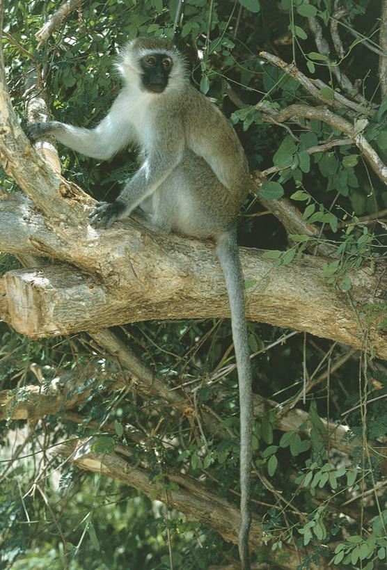 无人,坐,竖图,室外,白天,哺乳动物,野生动物,猴子,叶子,科学,尾巴,枝,树,树干,自然,动物,摄影,环境,生物学,灵长目,长尾猴,彩图,动物学