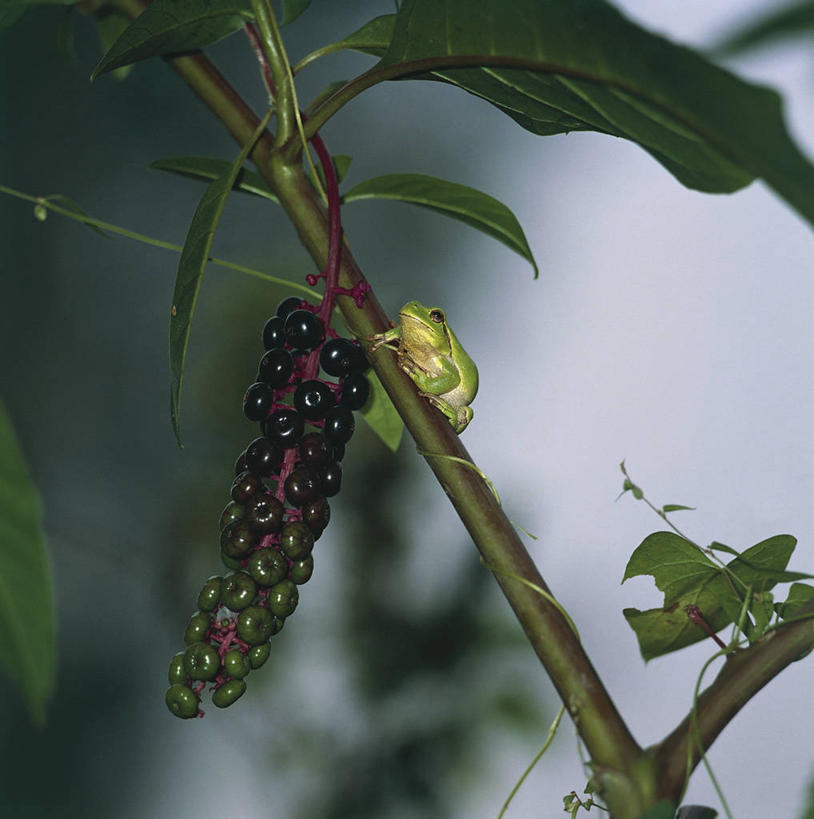 无人,竖图,方图,室外,白天,青蛙,野生动物,浆果,叶子,科学,树蛙,种子,枝,自然,动物,摄影,环境,生物学,欧洲树蛙,彩图,动物学