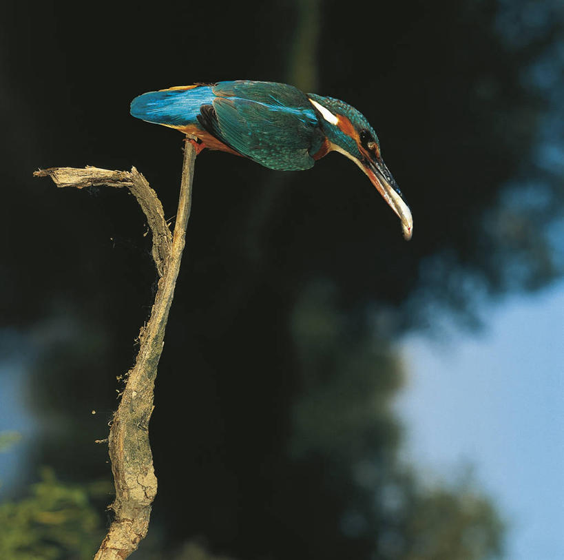 无人,横图,方图,室外,白天,翠鸟,野生动物,科学,鸟类,枝,自然,动物,摄影,环境,生物学,喙,彩图,动物学