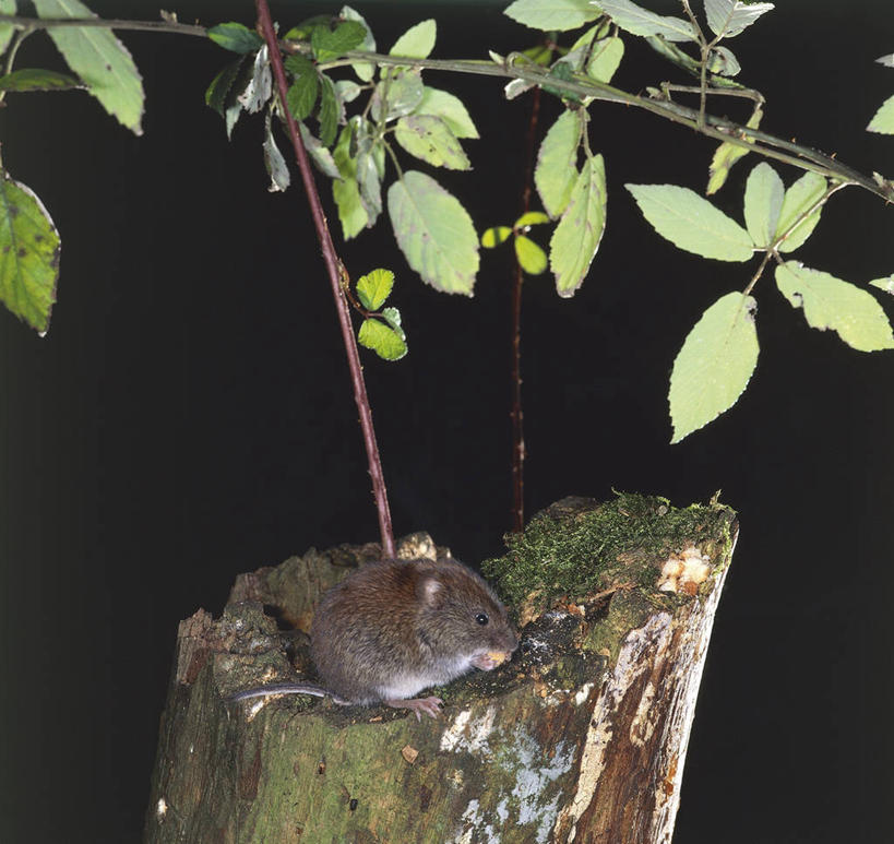 无人,横图,室外,白天,哺乳动物,野生动物,叶子,黑色背景,科学,仓鼠,树桩,枝,树干,黑色,自然,动物,摄影,环境,生物学,彩图,动物学
